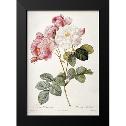 Damask Rose Black Modern Wood Framed Art Print by Redoute, Pierre Joseph