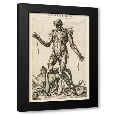 Male figure with muscles and skeleton Black Modern Wood Framed Art Print by Versalius, Andreas