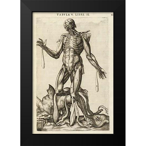 Male figure with muscles and skeleton Black Modern Wood Framed Art Print by Versalius, Andreas