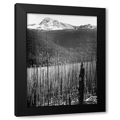 Burned Area, Glacier National Park, Montana - National Parks and Monuments, 1941 Black Modern Wood Framed Art Print by Adams, Ansel