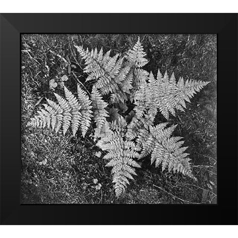 Ferns, Glacier National Park, Montana - National Parks and Monuments, 1941 Black Modern Wood Framed Art Print by Adams, Ansel