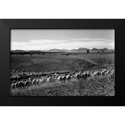 Flock in Owens Valley, California, 1941 Black Modern Wood Framed Art Print by Adams, Ansel