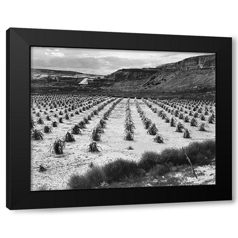 Looking across rows of corn, cliff in background, Corn Field, Indian Farm near Tuba City, Arizona, i Black Modern Wood Framed Art Print by Adams, Ansel