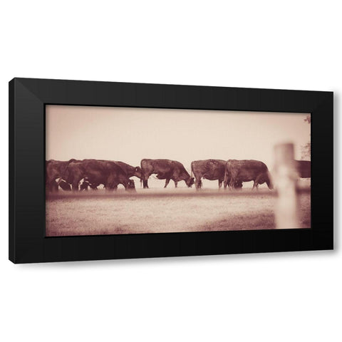Cattle Row Black Modern Wood Framed Art Print by Quillen, Donnie