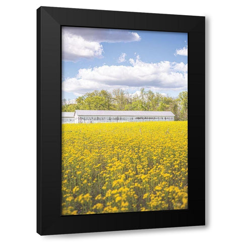Field of Yellow I Black Modern Wood Framed Art Print by Quillen, Donnie