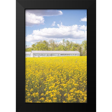 Field of Yellow I Black Modern Wood Framed Art Print by Quillen, Donnie