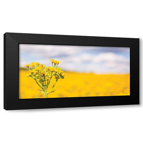 Field of Yellow II Black Modern Wood Framed Art Print with Double Matting by Quillen, Donnie