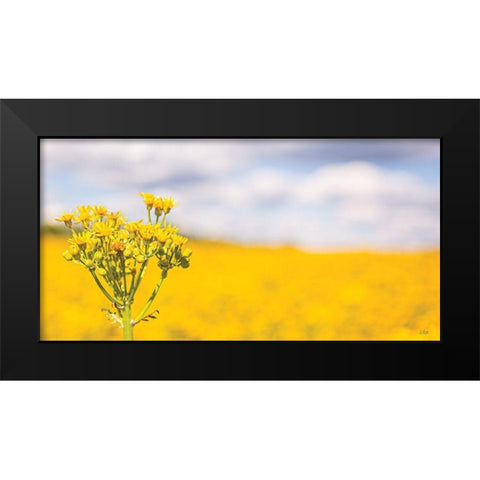 Field of Yellow II Black Modern Wood Framed Art Print by Quillen, Donnie