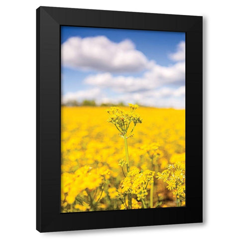 Field of Yellow III Black Modern Wood Framed Art Print by Quillen, Donnie