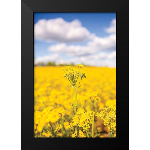 Field of Yellow III Black Modern Wood Framed Art Print by Quillen, Donnie