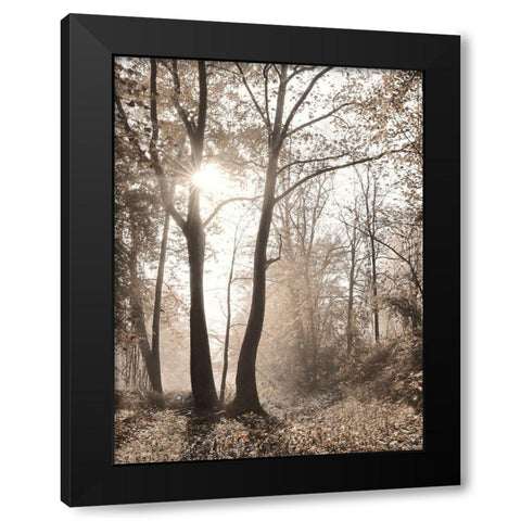 Woodland Sunrise Black Modern Wood Framed Art Print with Double Matting by Deiter, Lori