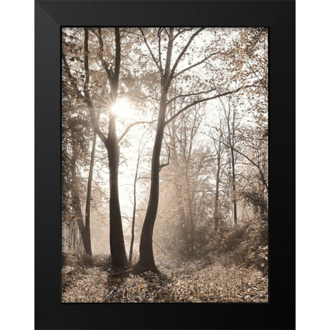 Woodland Sunrise Black Modern Wood Framed Art Print by Deiter, Lori