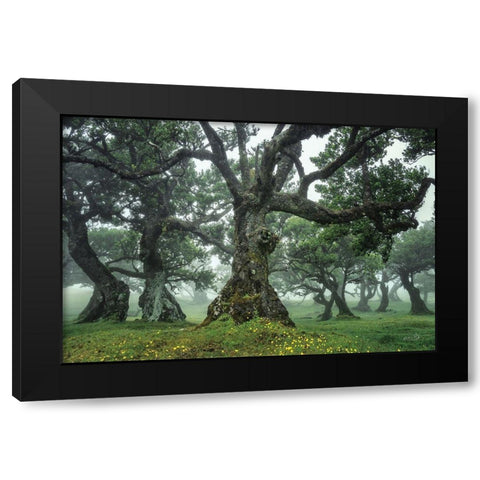 Enchanted Forest I Black Modern Wood Framed Art Print by Podt, Martin
