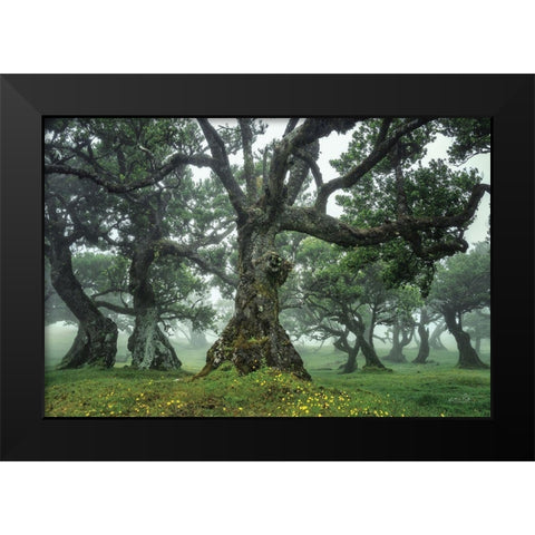 Enchanted Forest I Black Modern Wood Framed Art Print by Podt, Martin