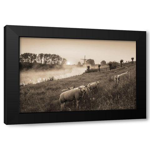 Grazing Sheep Black Modern Wood Framed Art Print by Podt, Martin