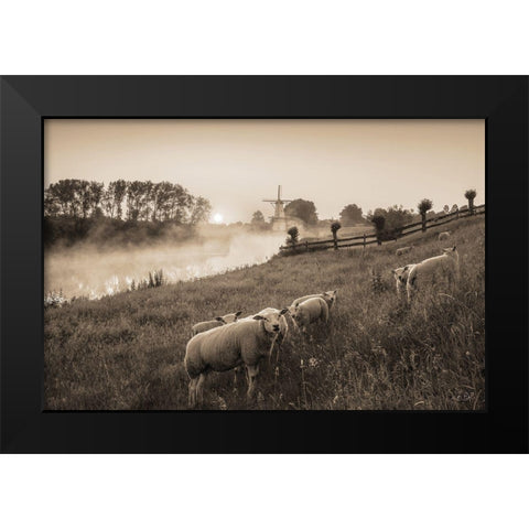 Grazing Sheep Black Modern Wood Framed Art Print by Podt, Martin