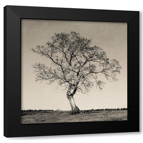 Tree No. 54 Black Modern Wood Framed Art Print by Rigsby, Jennifer