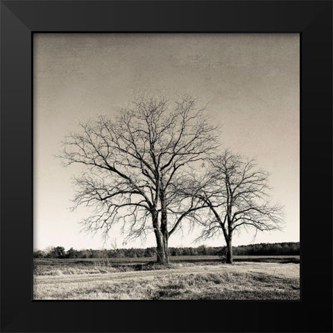 Tree No. 57 Black Modern Wood Framed Art Print by Rigsby, Jennifer