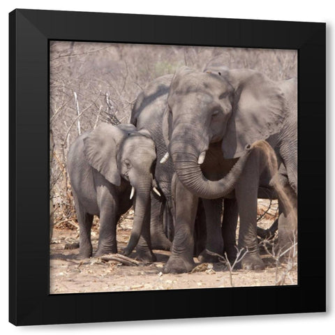 Africa, Botswana, Chobe Mother and baby elephant Black Modern Wood Framed Art Print by Kaveney, Wendy