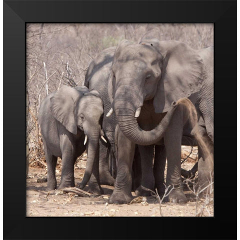 Africa, Botswana, Chobe Mother and baby elephant Black Modern Wood Framed Art Print by Kaveney, Wendy