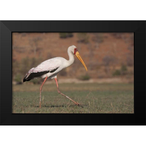 Africa, Botswana, Chobe NP Saddle-billed Stork Black Modern Wood Framed Art Print by Kaveney, Wendy