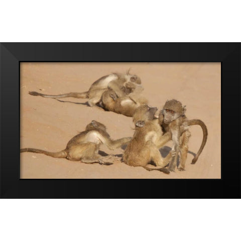Africa, Botswana, Chobe NP Young baboons at play Black Modern Wood Framed Art Print by Kaveney, Wendy