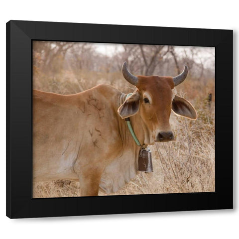 Africa, Botswana, Tsodilo Hills Cow with bell Black Modern Wood Framed Art Print by Kaveney, Wendy