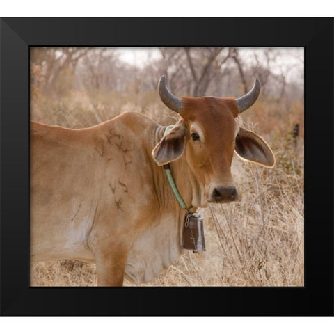 Africa, Botswana, Tsodilo Hills Cow with bell Black Modern Wood Framed Art Print by Kaveney, Wendy