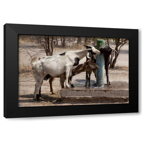 Botswana, Tsodilo Hills Goats drinking from pump Black Modern Wood Framed Art Print with Double Matting by Kaveney, Wendy