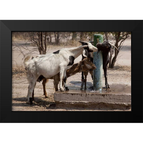 Botswana, Tsodilo Hills Goats drinking from pump Black Modern Wood Framed Art Print by Kaveney, Wendy