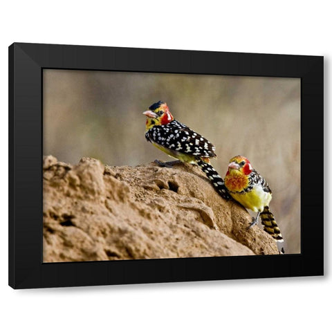 Kenya Red-and-yellow barbet birds on dirt Black Modern Wood Framed Art Print with Double Matting by Williams, Joanne