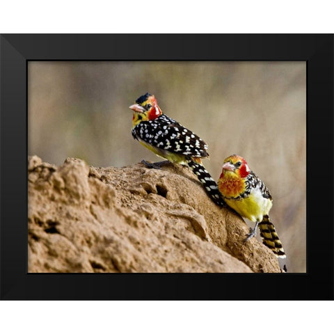 Kenya Red-and-yellow barbet birds on dirt Black Modern Wood Framed Art Print by Williams, Joanne