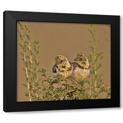 Kenya Red-yellow barbets perched on tree limb Black Modern Wood Framed Art Print with Double Matting by Williams, Joanne