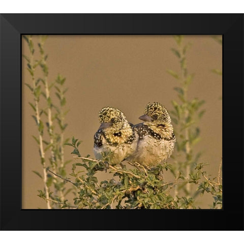 Kenya Red-yellow barbets perched on tree limb Black Modern Wood Framed Art Print by Williams, Joanne