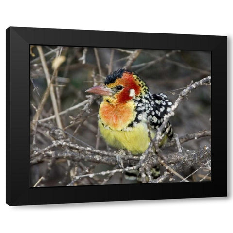 Kenya Red and yellow barbet perched on tree limb Black Modern Wood Framed Art Print by Williams, Joanne