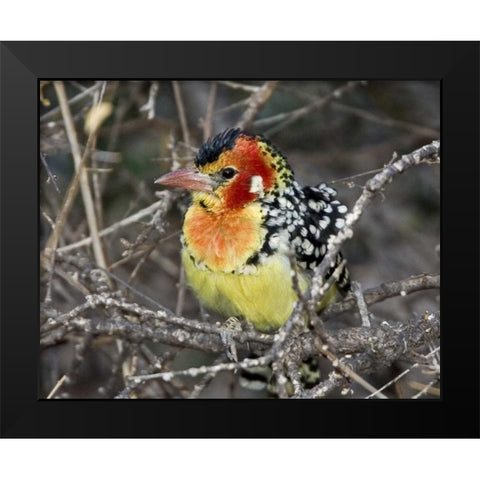 Kenya Red and yellow barbet perched on tree limb Black Modern Wood Framed Art Print by Williams, Joanne