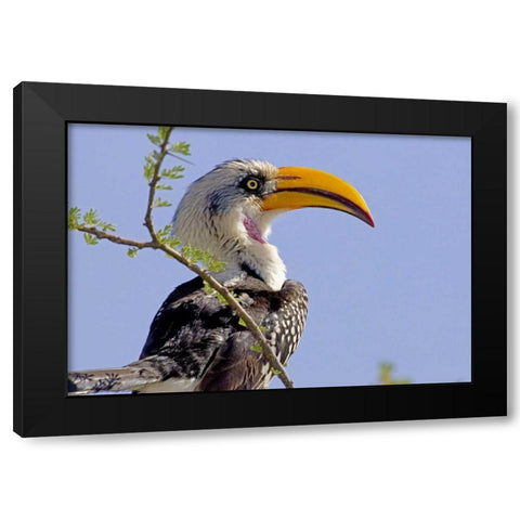 Kenya Profile of yellow-billed hornbill bird Black Modern Wood Framed Art Print by Williams, Joanne