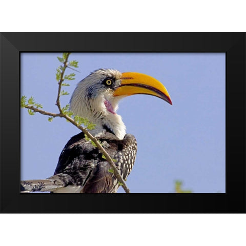 Kenya Profile of yellow-billed hornbill bird Black Modern Wood Framed Art Print by Williams, Joanne