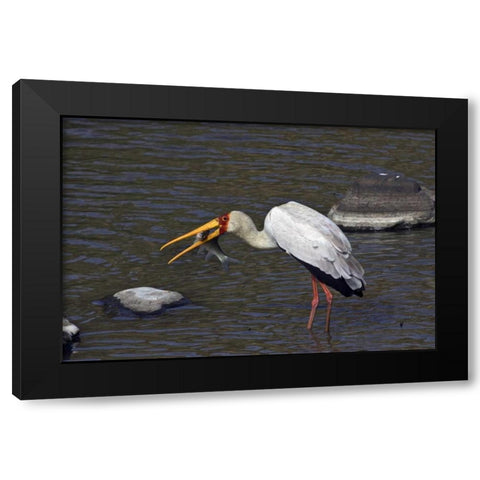Kenya, Masai Mara Yellow-billed stork with prey Black Modern Wood Framed Art Print by Williams, Joanne