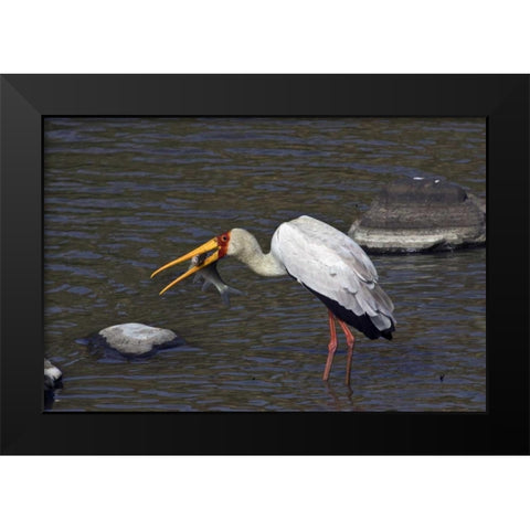 Kenya, Masai Mara Yellow-billed stork with prey Black Modern Wood Framed Art Print by Williams, Joanne