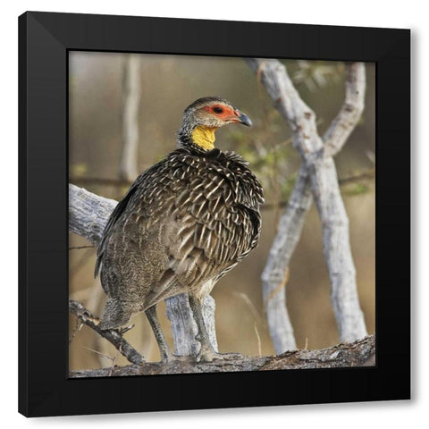 Kenya Yellow-necked spurfowl bird on tree trunk Black Modern Wood Framed Art Print with Double Matting by Williams, Joanne