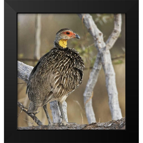 Kenya Yellow-necked spurfowl bird on tree trunk Black Modern Wood Framed Art Print by Williams, Joanne