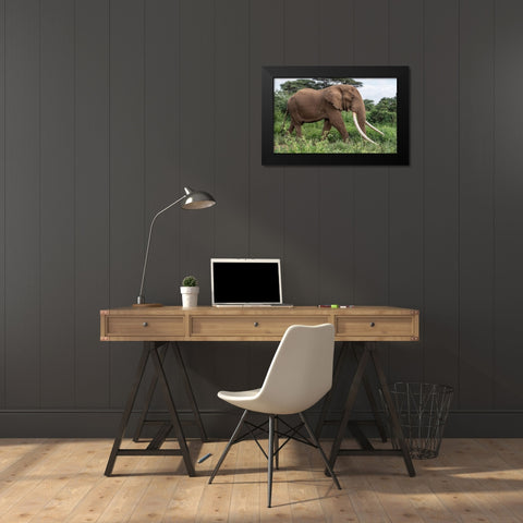Africa-Kenya-Amboseli National Park Close-up of walking elephant Black Modern Wood Framed Art Print by Jaynes Gallery