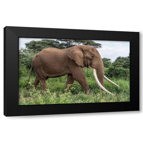 Africa-Kenya-Amboseli National Park Close-up of walking elephant Black Modern Wood Framed Art Print by Jaynes Gallery