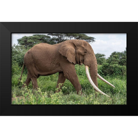 Africa-Kenya-Amboseli National Park Close-up of walking elephant Black Modern Wood Framed Art Print by Jaynes Gallery