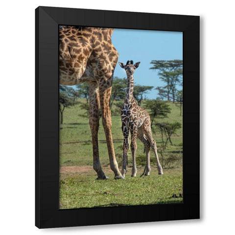 Kenya-Kenya-Masai Mara Conservancy Group of adult giraffes Mother and newborn giraffe close-up Black Modern Wood Framed Art Print by Jaynes Gallery
