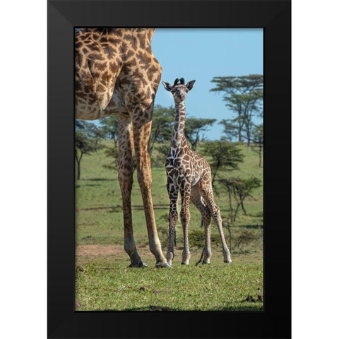 Kenya-Kenya-Masai Mara Conservancy Group of adult giraffes Mother and newborn giraffe close-up Black Modern Wood Framed Art Print by Jaynes Gallery