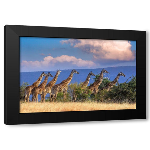 Kenya-Masai Mara Conservancy Group of adult giraffes Black Modern Wood Framed Art Print by Jaynes Gallery