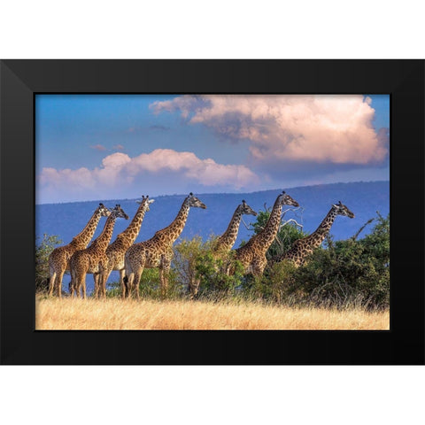 Kenya-Masai Mara Conservancy Group of adult giraffes Black Modern Wood Framed Art Print by Jaynes Gallery