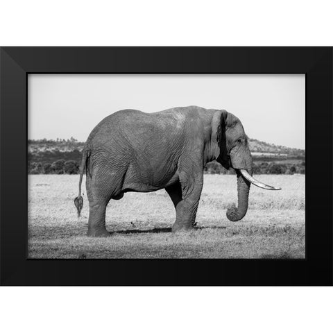 Africa-Kenya-Ol Pejeta Conservancy-Lone bull African elephant Black Modern Wood Framed Art Print by Hopkins, Cindy Miller
